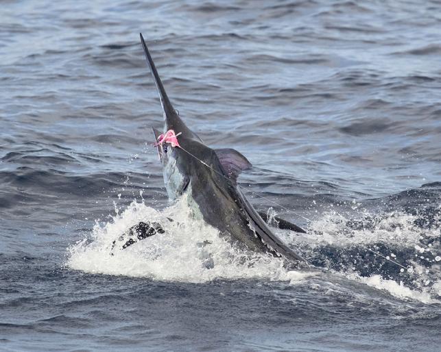 Pacific Blue Marlin on Fly, Fishing the FADs, 100 miles off shore from Los Suenos CR, The Blue MArlin Fly Fishing School