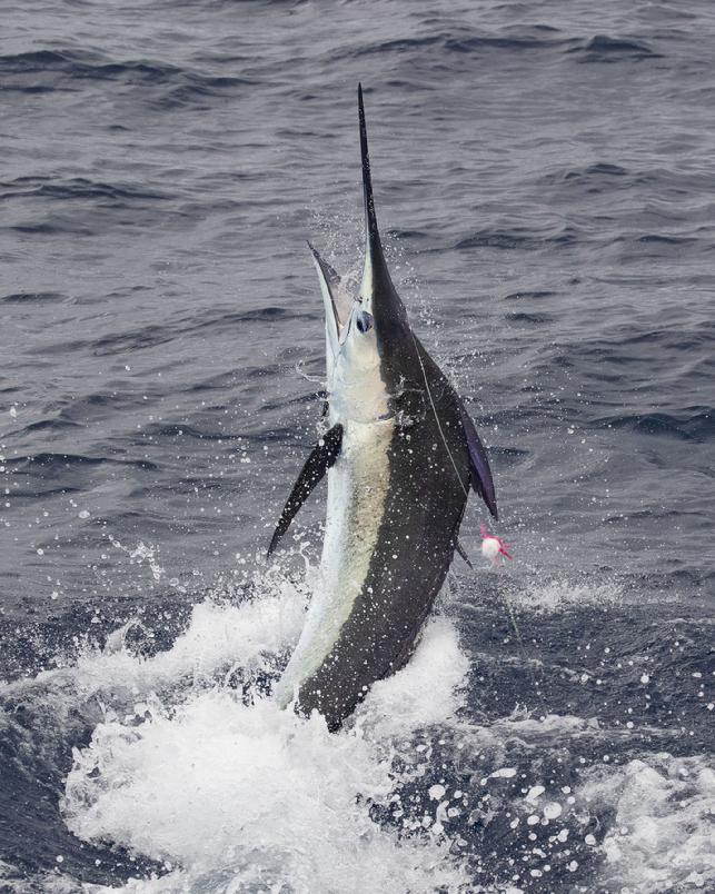 Blue Marlin on Fly