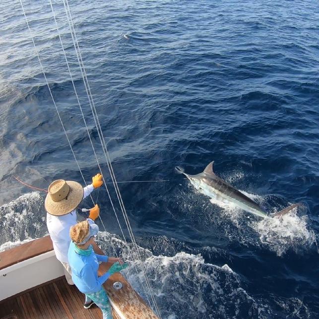 Blue Marlin on Fly