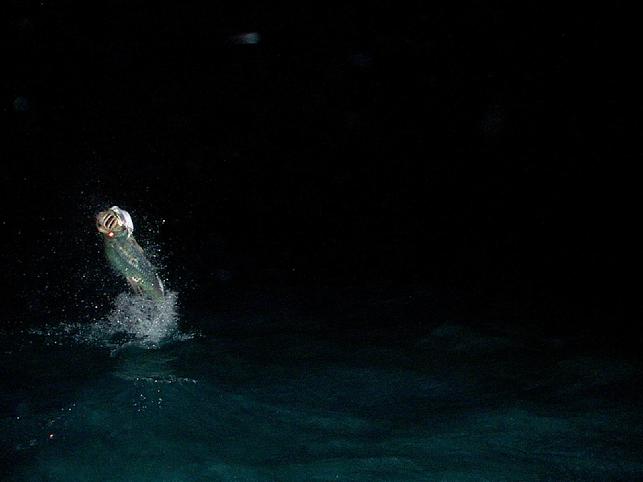 Tarpon on Fly, Florida Keys, Ken Haupt Angler