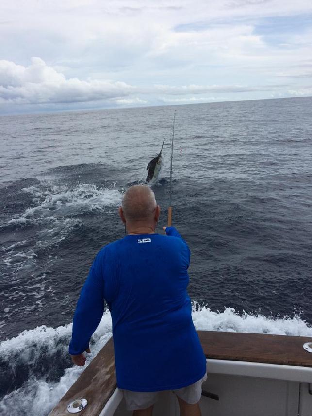 Blue Marlin on Fly, Blue Marlin Fly Fishing School, Los Suenos CR, "Dragin Fly"