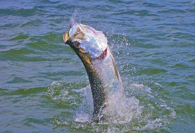 Florida Keys Tarpon on Fly