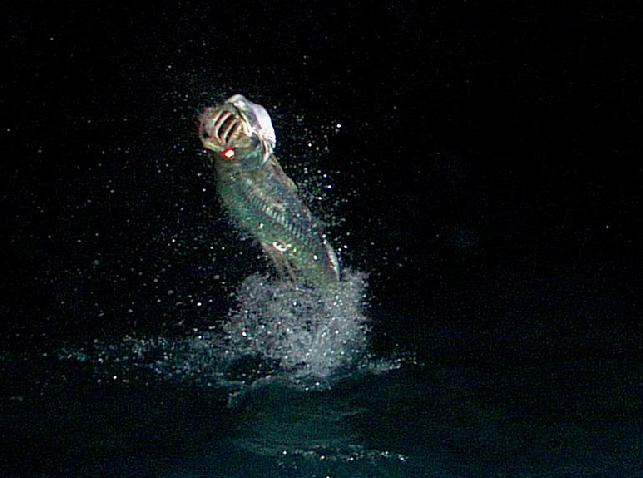 Night Tarpon jumping on fly, Ken Haupt Angler