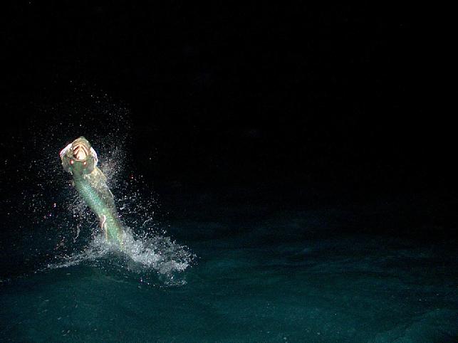 Tarpon on Fly Joe DArcy Angler Jake Jordan Guide