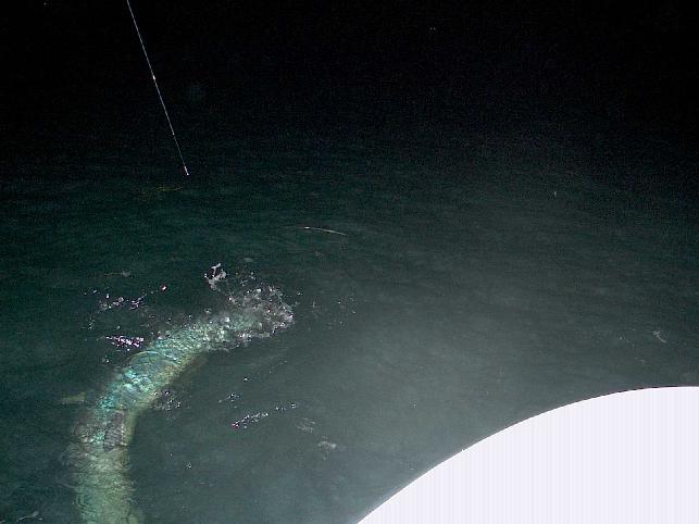 Nikki Wells, Giant Night Tarpon on Fly, May 2009