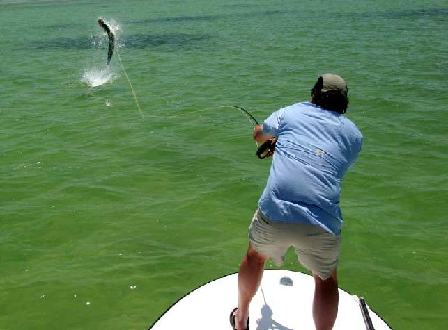 Jumping Tarpon