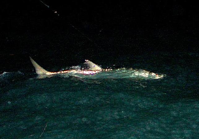 Tarpon on Fly, Sam Genis, April 15, 2011, Captain Jake Jordan, Florida Keys.