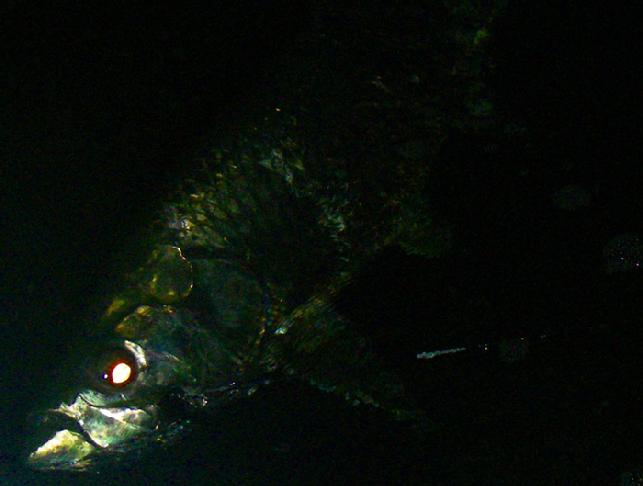 Florida Keys Night Tarpon on Fly, Captain Jake Jordan