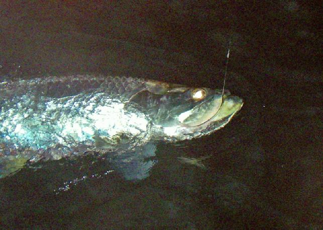 Night time fly fishing for Tarpon, April 30, 2018 Christian Pill Release, Vessel Fly Reel, Captain Jake Jordan