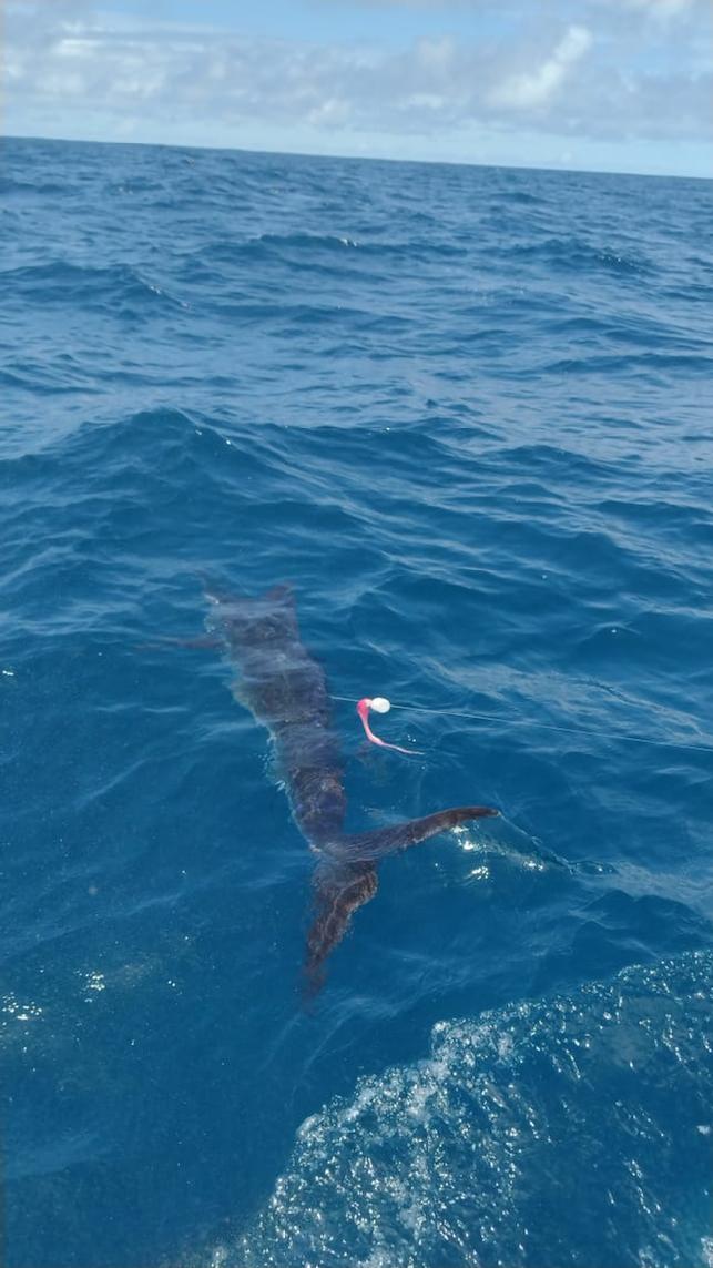 Blue Marlin on Fly release at my Costa Roca Blue Marlin Flyfishing School, August 2022