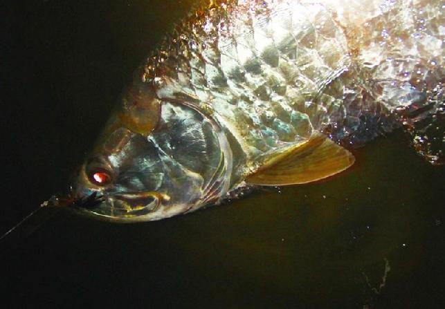 Pam's 120 pound Tarpon on fly April 13, 2012