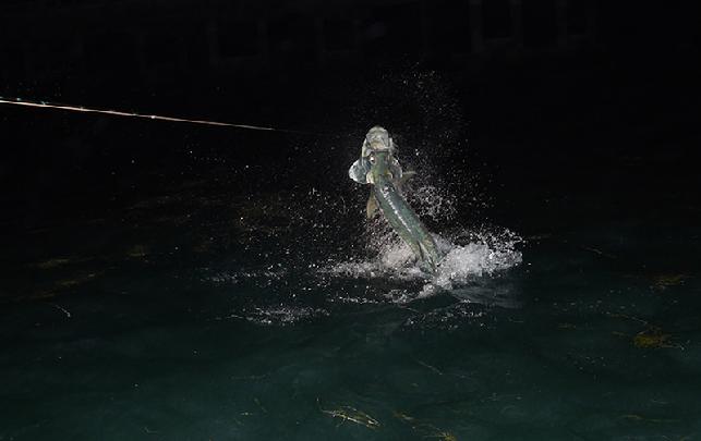 Jumping Silver King, May, 2014 Tarpon World, Jake Jordan's Fishing Adventures, "Tarpon World" 