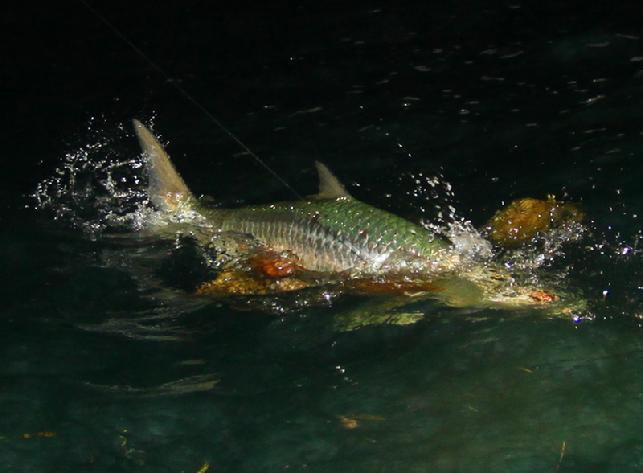 Ron Boyd's Big Tarpon on fly, May 2012, Vessel "Fly Reel", Captain Jake Jordan