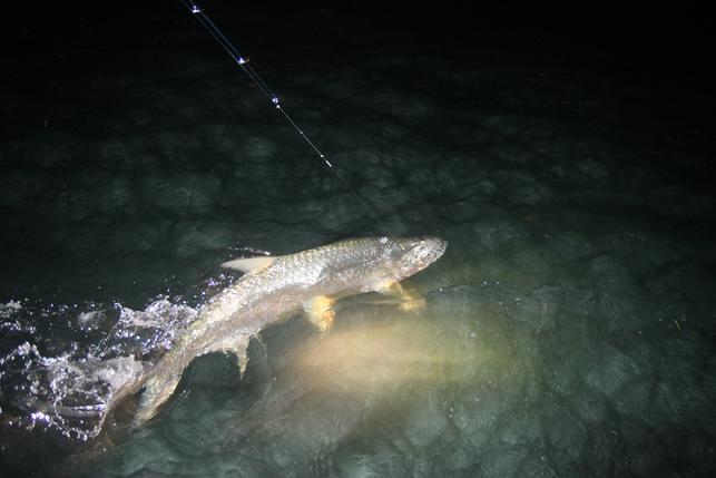 Sam Pate's Tarpon on Fly, April 6, 2012, caught aboard "Fly Reel"with Captain Jake Jordan