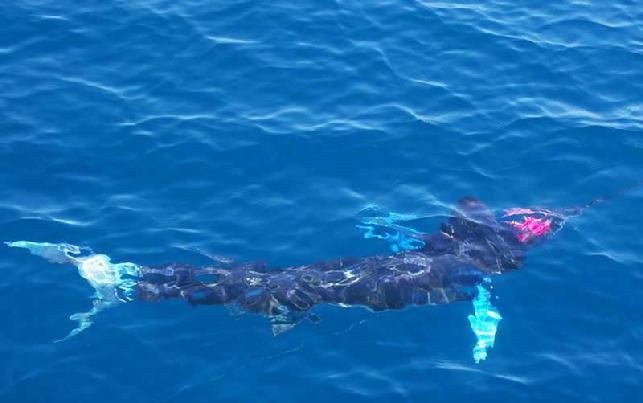 Elsie's Striped MArlin on Fly, ready for release. The Blue MArlin fly fishing school, Los Suenos Costa Rica