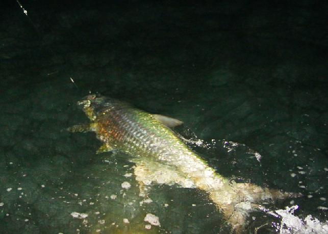 Tarpon on Fly April 3, 2012, Florida Keys, Aboard "Fly Reel" with Captain Jake Jordan