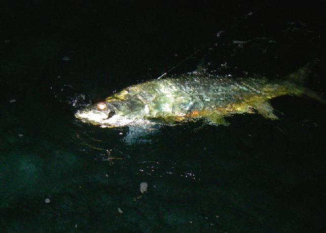 Ready to release night time Tarpon on fly, vessel "Fly Reel" Captain Jake Jordan, angler Beth Watkins, May 2014