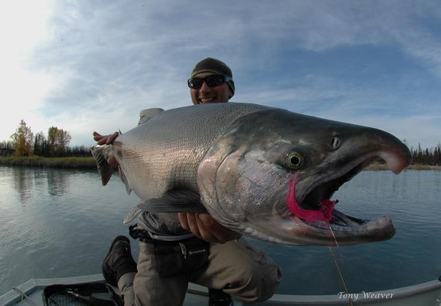 Joe Seelig fat Kenai Silver on fly