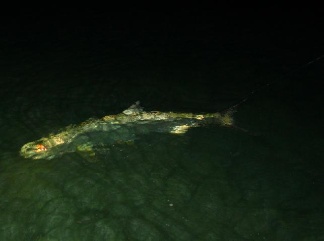 Todd Gregory Release big Tarpon aboard vessel "Fly Reel" Florida Keys April 2018